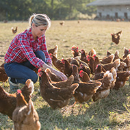 New treatment tackles antibiotic-resistant chicken infections