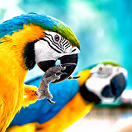 First Parrot Awareness Week launched