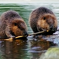 National Trust reintroduces beavers to Wallington
