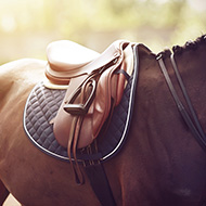 Scientist creates saddle-map to reduce horse back pain 