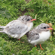 Over 600 Arctic tern chicks die at breeding site