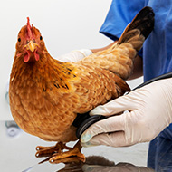 Poultry diagnostics guide for vets launched