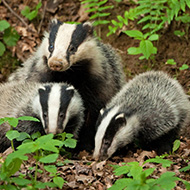 MPs urged to end UK badger cull