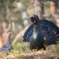 New hope for endangered capercaillie after latest count