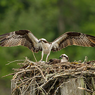 Breeding birds responding slowly to climate change, study shows