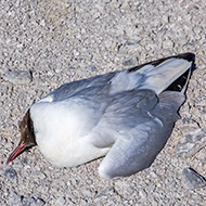 Call for governments to help avian-flu-hit seabirds