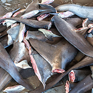 Government cracks down on shark fin trade