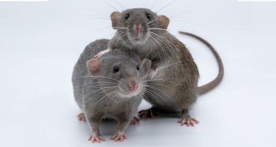 Research finds part of rats' brains essential to play