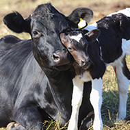 Bovine coronavirus commonly found in calf respiratory screenings