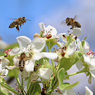 Bees woken week early by warming climate, study shows