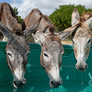 Spanish donkey sanctuaries take extra measures during heatwave