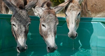 Spanish donkey sanctuaries take extra measures during heatwave