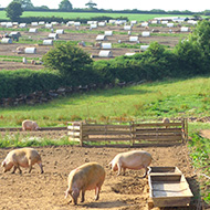 Defra drops consultation on animal welfare labels for food