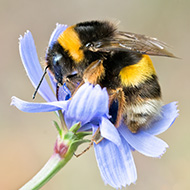 Bees' Needs Week puts focus on helping pollinators
