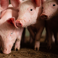 Pig Veterinary Society reminds vets of new Brexit requirements