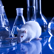 Calls for Government to phase out animal experiments