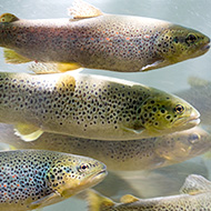 Government publishes new Aquatic Animal Disease Outbreak Plan