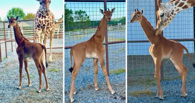 Spotless giraffe born at Tennessee zoo