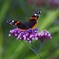 Big rise in red admirals surprises experts