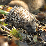 Wildlife centre releases first hoglets of year