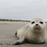 Public urged not to throw injured seals into water