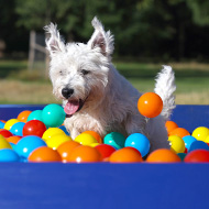 Giant ball pit raises money to feed pets
