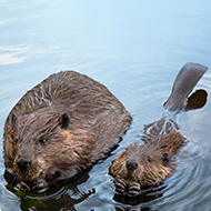 Three beaver kits born on Exmoor 