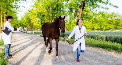 London International Horse Show CPD events announced