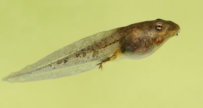 Pollutants influence biodiversity's effect on disease spread
