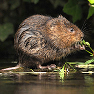 Water voles make return to Lake District
