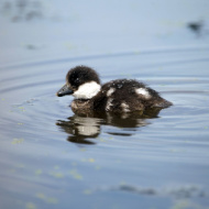 Duckling boost for rare goldeneye duck