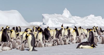 Thousands of penguin chicks may have died