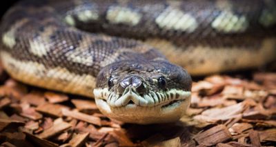 Surgeons remove python parasite from woman's brain