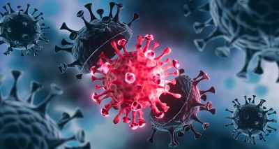 Research helps explain how coronaviruses jump species