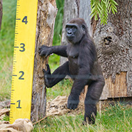 London Zoo conducts its annual weigh-in