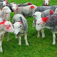 Webinar planned on mobile sheep dipping code of practice