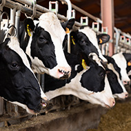 Research to study artificial intelligence use in cow diagnosis