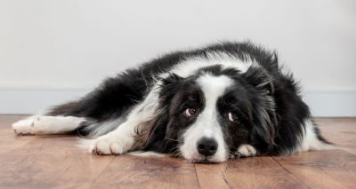WSAVA workshop to discuss domestic violence