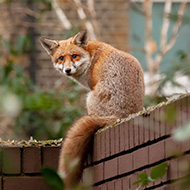 Urban foxes may be bolder but not more clever, study finds