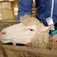 NSA calls for action over vaccine shortages