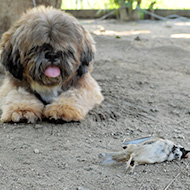 Defra shares guidance on keeping pets safe from bird flu