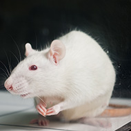 Research funded to investigate rats' ultrasonic vocalisations