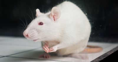 Research funded to investigate rats' ultrasonic vocalisations
