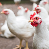 Avian flu subtype could lead to pandemic, researchers say