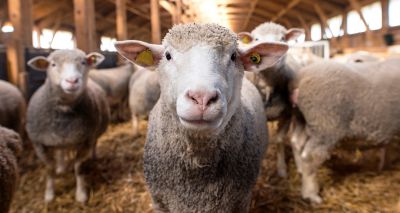 Webinar to give advice on sheep vaccine shortages