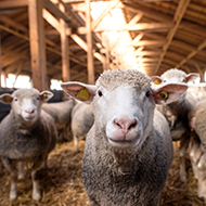 Webinar to give advice on sheep vaccine shortages