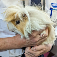Big increase in number of guinea pigs abandoned