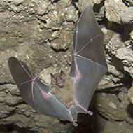 Rapid evolution may have helped bats avoid cancer, study finds
