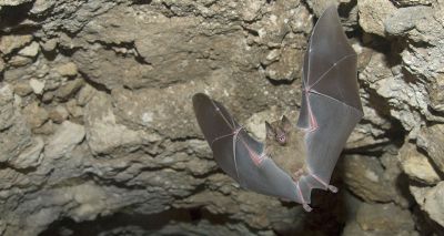 Rapid evolution may have helped bats avoid cancer, study finds