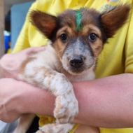 Rabies project celebrates two million dogs vaccinated